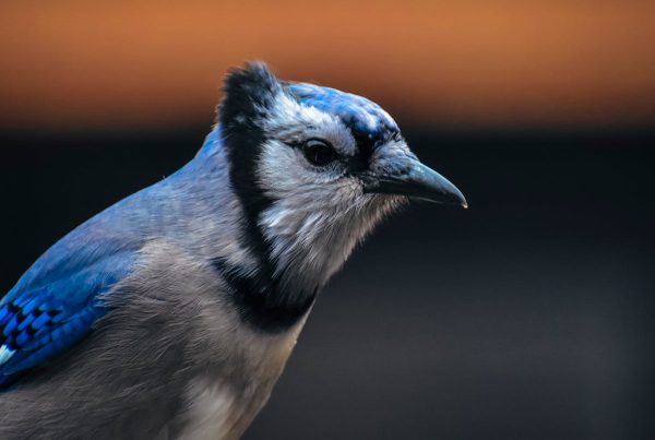10 Ways to Prevent Bluebird Predators